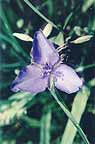 Spiderwort closeup