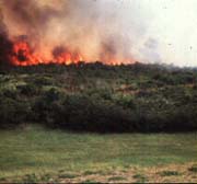 Scrub Fire