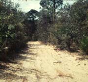 Long Unburned Scrub