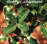 Chapman Oak