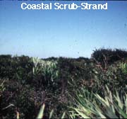 Coastal Scrub/Strand