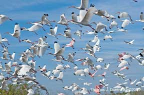 Ibises & Roseate Spoonbills in flight