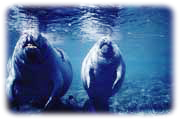 A pair of manatees.