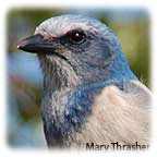 Florida Scrub-jay
