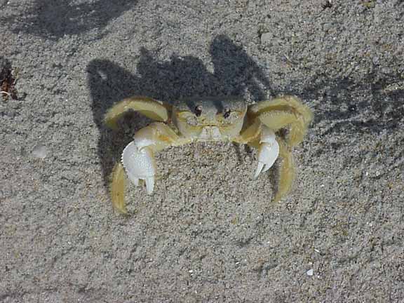 GhostCrab