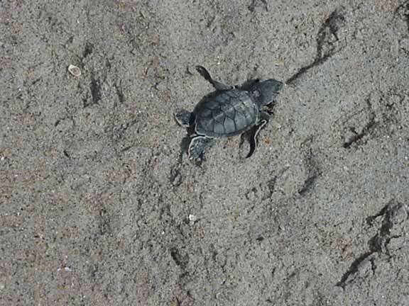 Green Sea Turtle Hatchling
