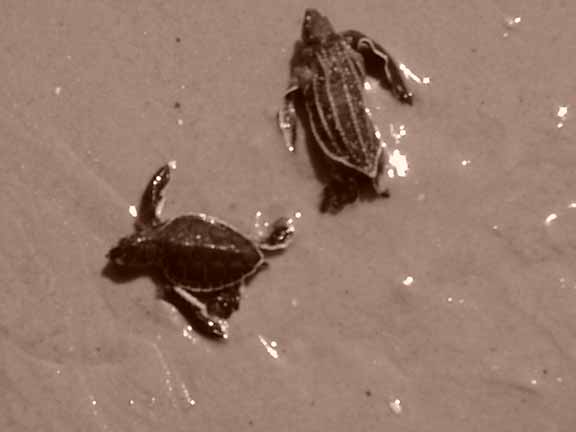 GreenWithLeatherback#10006