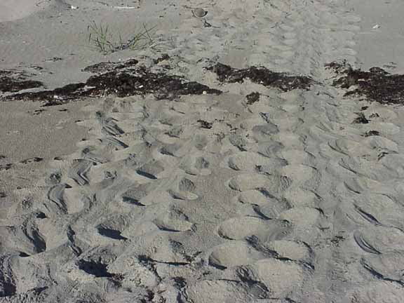 LoggerheadSeaTurtleF#10008