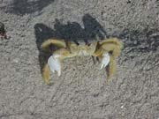 GhostCrab