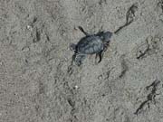 Green Sea Turtle Hatchling