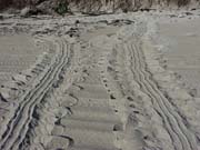 GreenSeaTurtleFalseCrawl
