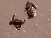 GreenWithLeatherback#10006