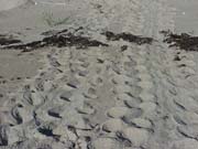 LoggerheadSeaTurtleF#10008