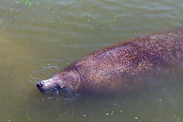 Single manatee at Manatee Watch at Merritt Island NWR