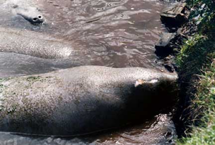 Group of manatees at Manatee Watch at Merritt Island NWR
