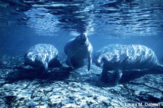 Group of Manatees