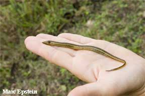 Dwarf Siren (Pseudobranchus striatus)