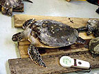 Juvenile Green Sea Turtle #4
