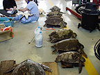 Juvenile Green Sea Turtle waiting for an examination