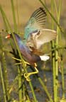 Click for gallery & enlargements
