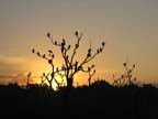 Click for gallery & enlargements