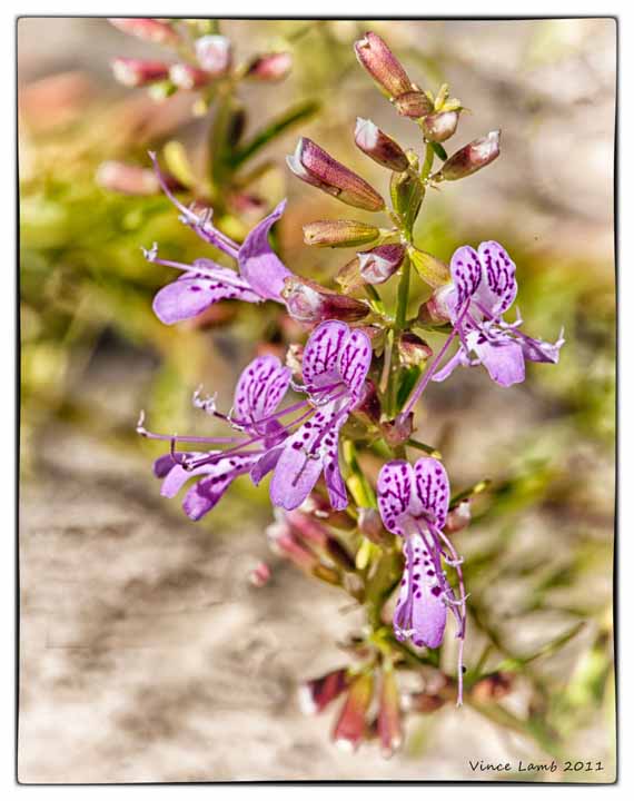 Dicerandra-thinicola