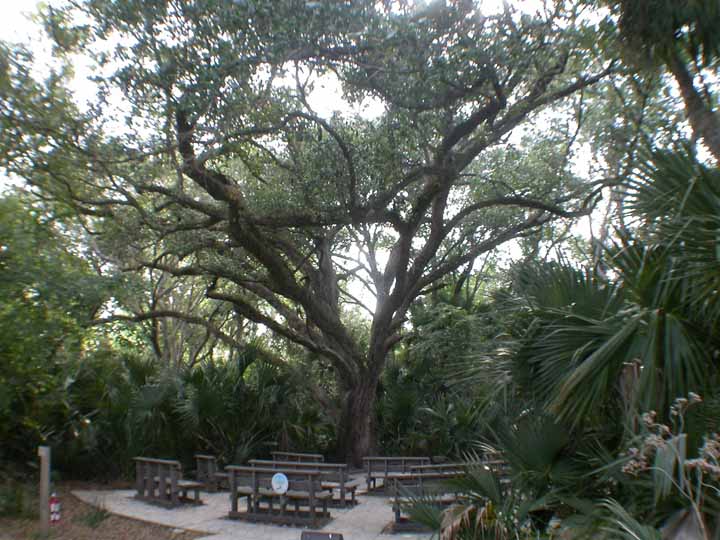 EF-AncientOakAmphitheater