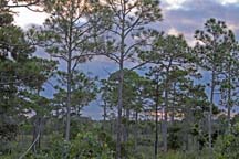 Dicerandra Scrub Sanctuary in Ttiusville, FL
