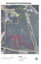 EnchantedForest