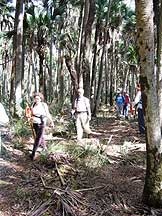 Tosohatchee hike - 1