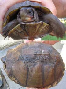 box turtle