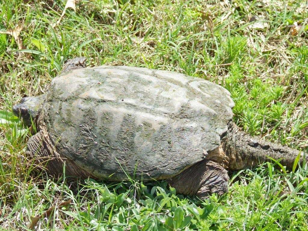 Snapping Turtle