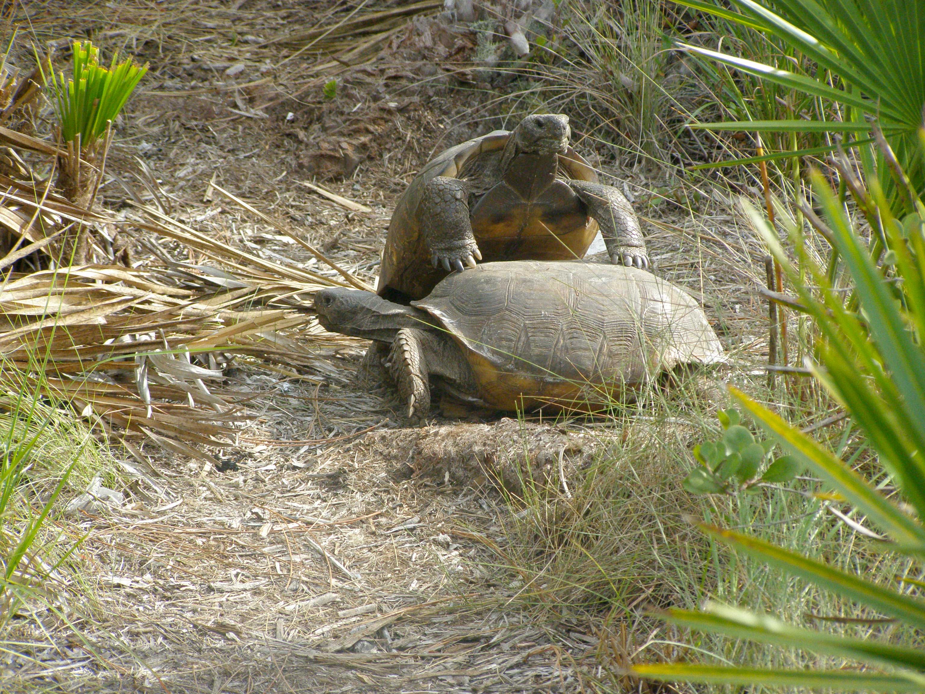 Tortoises trying to mate.