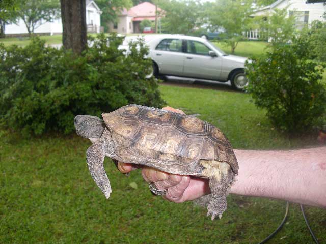 gopher tortoise