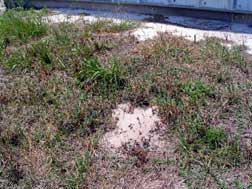 Juvenile gopher tortoise burrow #2