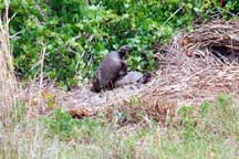 Gopher tortoises
