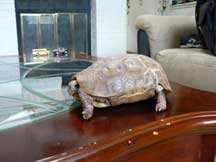 What kind of tortoise?