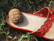Young gopher tortoise 9/22/10