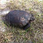 Gopher tortoise photo