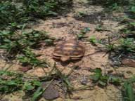 Gopher tortoise baby #2