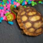 Found a baby gopher tortoise