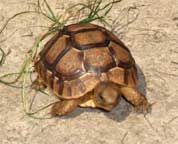 African Spur Tortoise