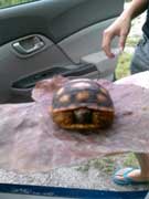 Very small tortoise to be identified