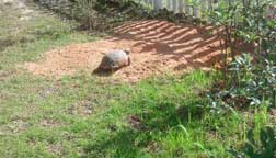 Large gopher tortoise apron. Large gopher tortoise apron.