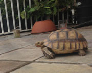 African spur-thighed tortoise (or sulcata tortoise)