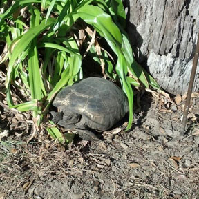gopher tortoise that doesn't move.