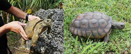 two tortoises