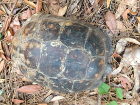 tortoise with discolored shell