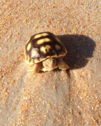 Baby gopher tortoise heading to the ocean.