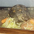 found this tortoise